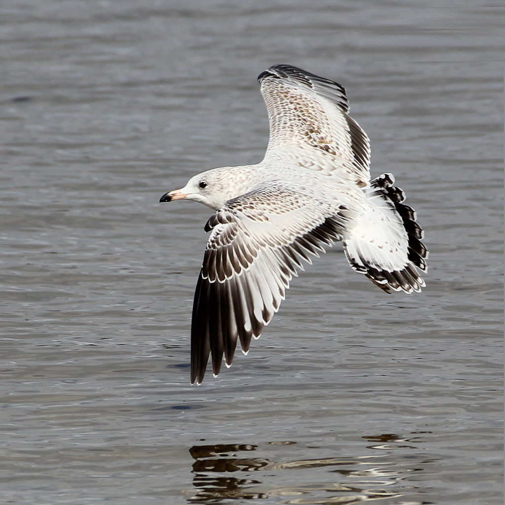 American Seagull 1