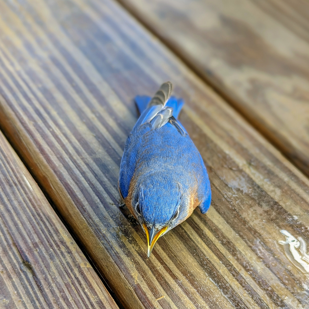 Eastern Bluebird 1