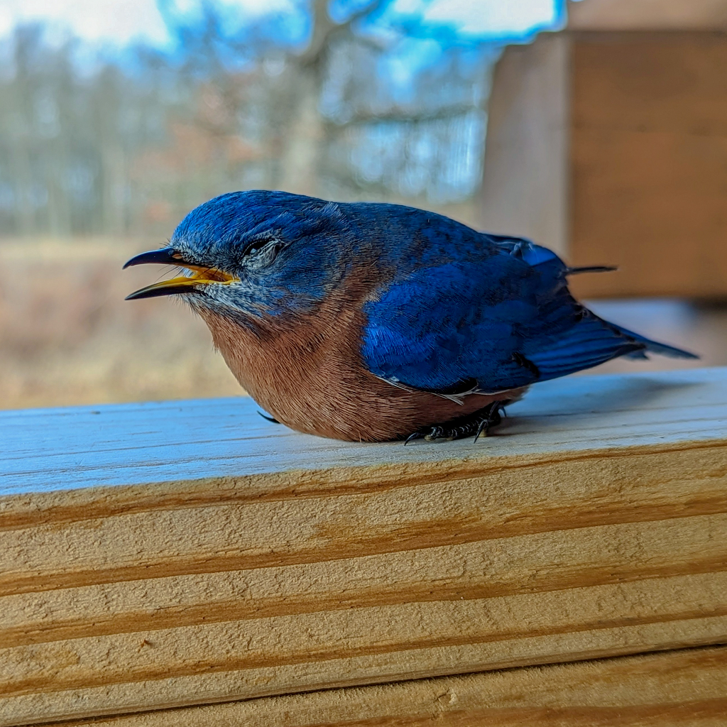 Eastern Bluebird 2