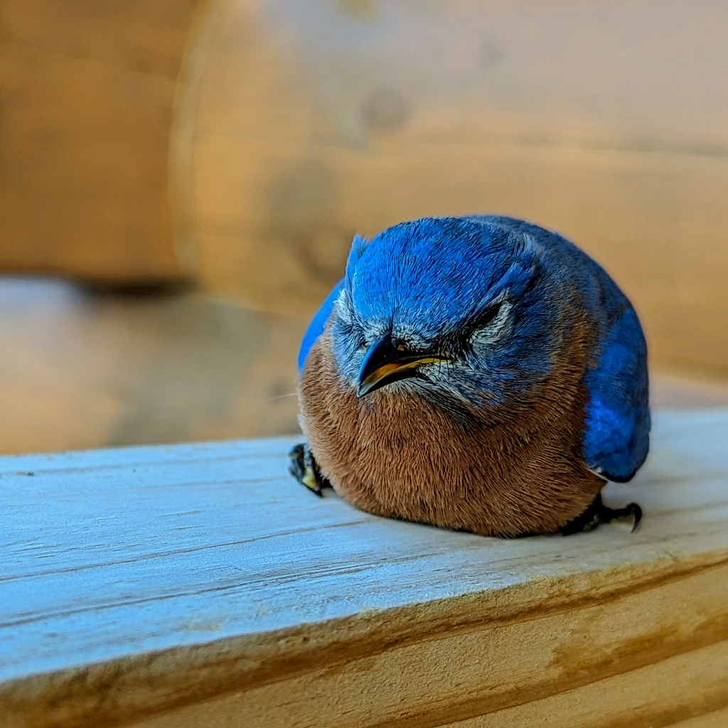 Eastern Bluebird 3