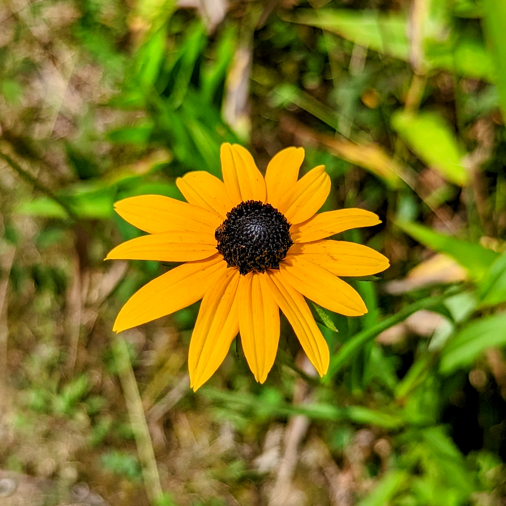 Black Eyed Susan 1