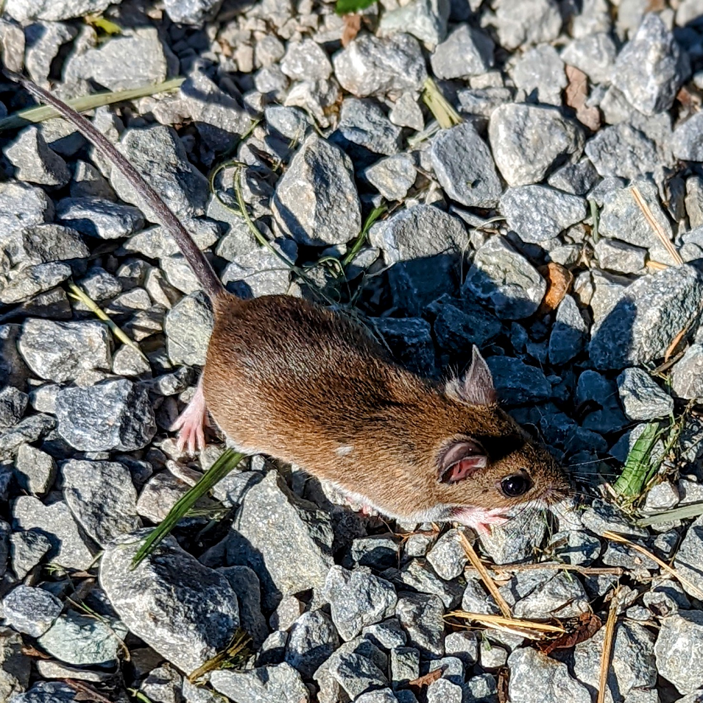 White Footed Mouse 1